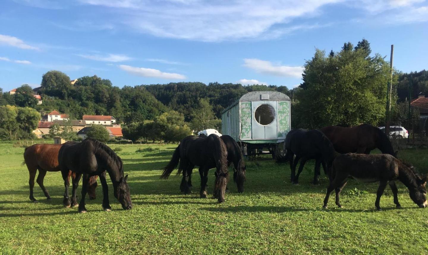 Hotel Glamping MARINGOTKA - malebný ladův kraj Stribrna Skalice Exteriér fotografie